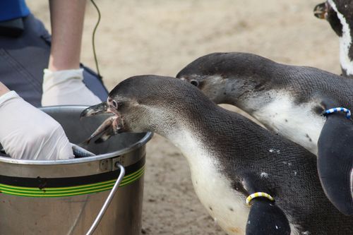 ペット ペンギンの飼い方 種類 寿命 値段まとめ 自分らしい便利な暮らしを トラベルブック Travelbook