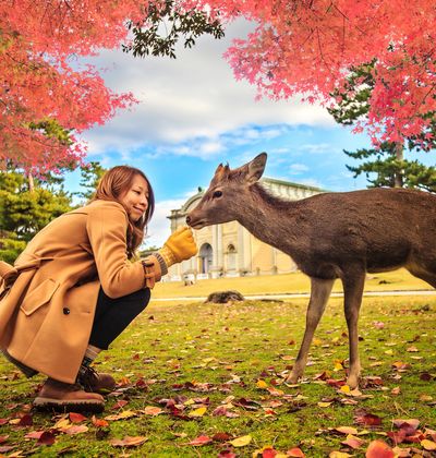 奈良公園を楽しむための理想コース 観光の注意点ガイド おすすめ旅行を探すならトラベルブック Travelbook 奈良公園を楽しむための理想コース 観光の注意点ガイド おすすめ旅行を探すならトラベルブック Travelbook