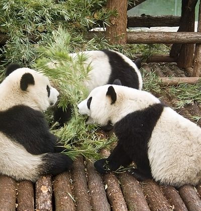 上海 パンダの国の親子スポット 広大な動物園 植物園4選 おすすめ旅行を探すならトラベルブック Travelbook 上海 パンダの国の親子スポット 広大な動物園 植物園4選 おすすめ旅行を探すならトラベルブック Travelbook