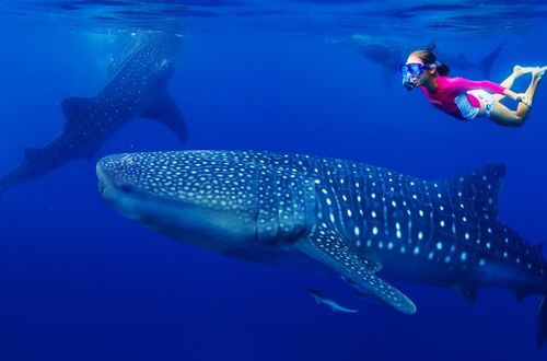 セブ島】ジンベイザメと一緒に泳げる時期や時間帯はいつ？オスロブの 