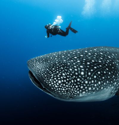 セブ島 ジンベイザメの安全性は オスロブで巨大ジンベイザメと一緒に泳ごう おすすめ旅行を探すならトラベルブック Travelbook セブ島 ジンベイザメの安全性は オスロブで巨大ジンベイザメと一緒に泳ごう おすすめ旅行を探すならトラベルブック Travelbook