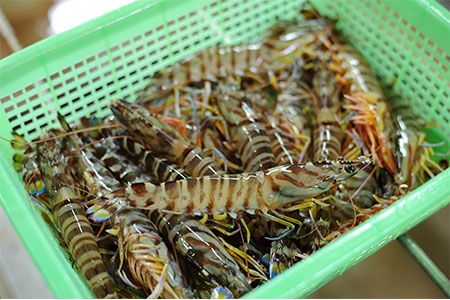 車海老の特徴とは 通販やふるさと納税で人気のおすすめ車海老top10 トラブルブック