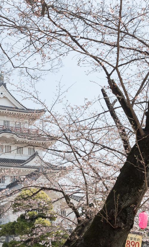 千葉城をめぐる旅 旅好き女子必見の四季折々の風景を楽しめる別名 亥鼻城 おすすめ旅行を探すならトラベルブック女子旅 千葉城をめぐる旅 旅好き女子必見の四季折々の風景を楽しめる別名 亥鼻城 おすすめ旅行を探すならトラベルブック女子旅