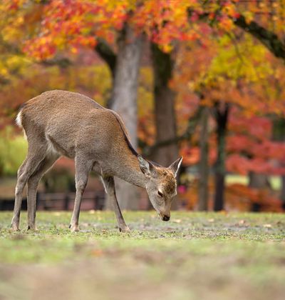 奈良のおすすめ子供連れ旅館選 口コミ評価の高い宿をご紹介 子育て情報を探すならトラベルブックファミリー 奈良のおすすめ子供連れ旅館選 口コミ評価の高い宿をご紹介 子育て情報を探すならトラベルブックファミリー