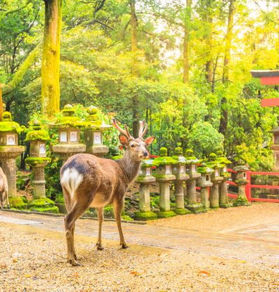 奈良ツアーの選び方 旅行会社の格安パック フリーツアーを比較しよう おすすめ旅行を探すならトラベルブック Travelbook 奈良ツアーの選び方 旅行会社の格安パック フリーツアーを比較しよう おすすめ旅行を探すならトラベルブック Travelbook