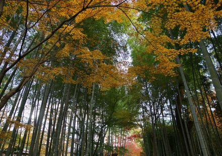 伊豆の小京都 修善寺で巡りたい観光スポット6選 おすすめ旅行を探すならトラベルブック Travelbook 伊豆の小京都 修善寺で巡りたい観光スポット6選 おすすめ旅行を探すならトラベルブック Travelbook