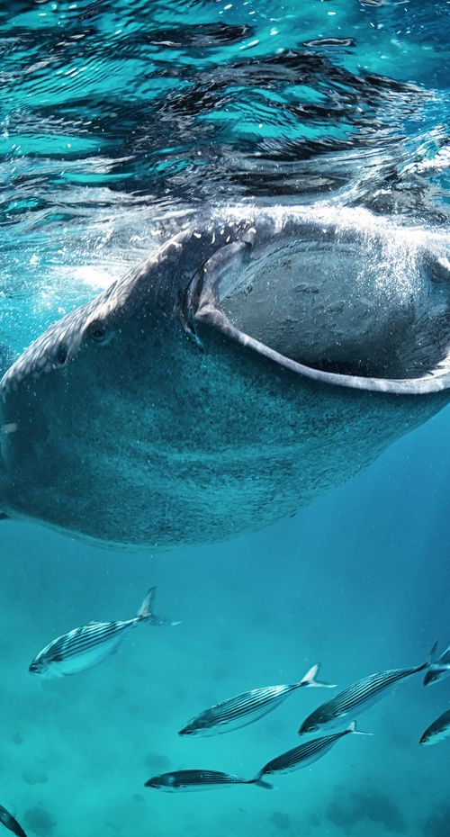 大阪 ジンベイザメに会いに海遊館へ お得な料金で入場するには おすすめ旅行を探すならトラベルブック Travelbook