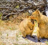 世界一幸せな動物クオッカとは 閲覧注意なかわいさです 特徴や会える場所をご紹介 おすすめ旅行を探すならトラベルブック Travelbook 世界一幸せな動物クオッカとは 閲覧注意なかわいさです 特徴や会える場所をご紹介 おすすめ旅行を探すならトラベルブック Travelbook