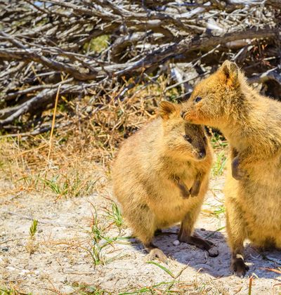 世界一幸せな動物クオッカとは 閲覧注意なかわいさです 特徴や会える場所をご紹介 おすすめ旅行を探すならトラベルブック Travelbook