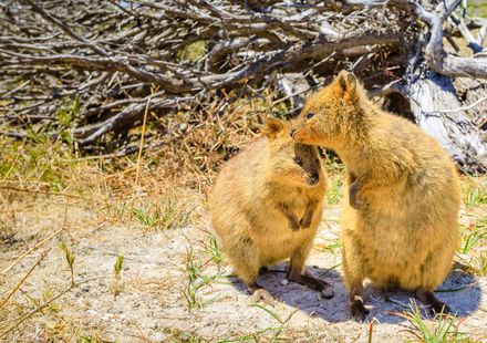 世界一幸せな動物クオッカとは 閲覧注意なかわいさです 特徴や会える場所をご紹介 おすすめ旅行を探すならトラベルブック Travelbook 世界一幸せな動物クオッカとは 閲覧注意なかわいさです 特徴や会える場所をご紹介 おすすめ旅行を探すならトラベルブック Travelbook
