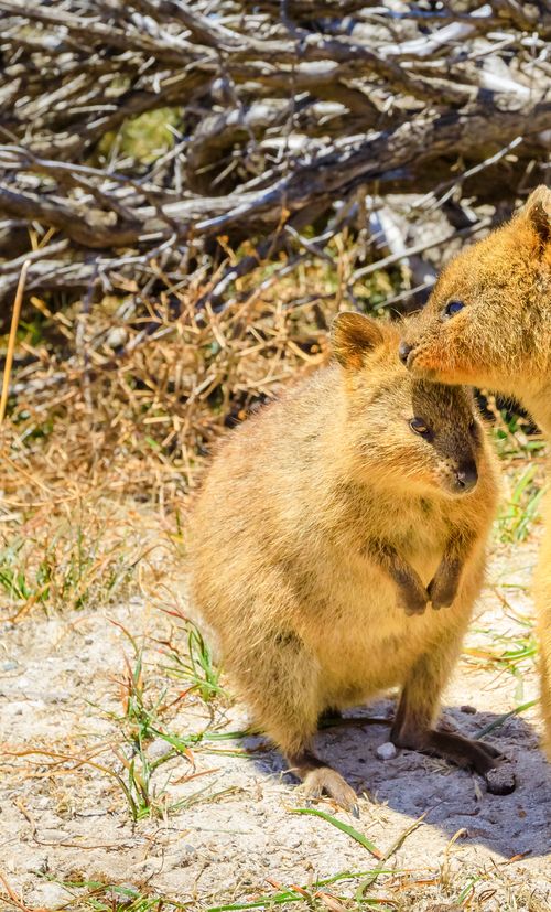 世界一幸せな動物クオッカとは 閲覧注意なかわいさです 特徴や会える場所をご紹介 おすすめ旅行を探すならトラベルブック Travelbook 世界一幸せな動物クオッカとは 閲覧注意なかわいさです 特徴や会える場所をご紹介 おすすめ旅行を探すならトラベルブック Travelbook