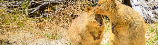 世界一幸せな動物クオッカとは 閲覧注意なかわいさです 特徴や会える場所をご紹介 おすすめ旅行を探すならトラベルブック Travelbook 世界一幸せな動物クオッカとは 閲覧注意なかわいさです 特徴や会える場所をご紹介 おすすめ旅行を探すならトラベルブック Travelbook