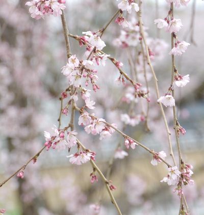 福島 いわき市でおすすめの町を彩る花の観光名所9選 おすすめ旅行を探すならトラベルブック Travelbook 福島 いわき市でおすすめの町を彩る花の観光名所9選 おすすめ旅行を探すならトラベルブック Travelbook
