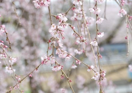 福島 いわき市でおすすめの町を彩る花の観光名所9選 おすすめ旅行を探すならトラベルブック Travelbook 福島 いわき市でおすすめの町を彩る花の観光名所9選 おすすめ旅行を探すならトラベルブック Travelbook