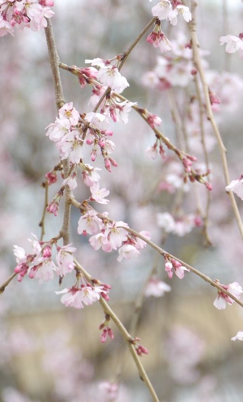 3ページ目 福島 いわき市でおすすめの町を彩る花の観光名所9選 おすすめ旅行を探すならトラベルブック Travelbook 3ページ目 福島 いわき市でおすすめの町を彩る花の観光名所9選 おすすめ旅行を探すならトラベルブック Travelbook