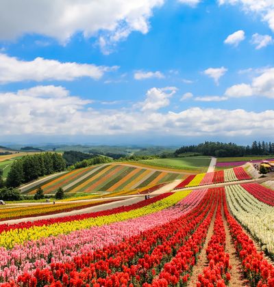 北海道 美瑛の丘で春夏秋冬の絶景を堪能 おすすめ観光スポットとその楽しみ方 おすすめ旅行を探すならトラベルブック Travelbook 北海道 美瑛の丘で春夏秋冬の絶景を堪能 おすすめ観光スポットとその楽しみ方 おすすめ旅行を探すならトラベルブック Travelbook