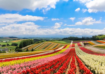 北海道 美瑛の丘で春夏秋冬の絶景を堪能 おすすめ観光スポットとその楽しみ方 おすすめ旅行を探すならトラベルブック Travelbook 北海道 美瑛の丘で春夏秋冬の絶景を堪能 おすすめ観光スポットとその楽しみ方 おすすめ旅行を探すならトラベルブック Travelbook