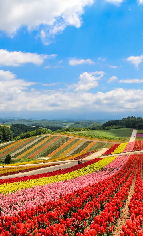 北海道 美瑛の丘で春夏秋冬の絶景を堪能 おすすめ観光スポットとその楽しみ方 おすすめ旅行を探すならトラベルブック Travelbook 北海道 美瑛の丘で春夏秋冬の絶景を堪能 おすすめ観光スポットとその楽しみ方 おすすめ旅行を探すならトラベルブック Travelbook