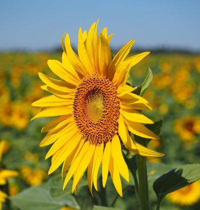 東京年版 ひまわりが美しい都内のひまわり畑5選 インスタ映えスポットの開花 見頃は おすすめ旅行を探すならトラベルブック Travelbook 東京年版 ひまわりが美しい都内のひまわり畑5選 インスタ映えスポットの開花 見頃は おすすめ旅行を探すならトラベルブック Travelbook