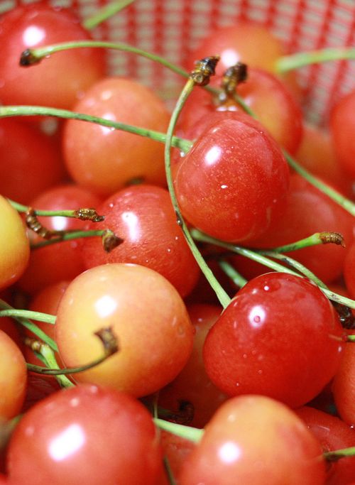 山梨 フルーツ王国山梨で高級品種のサクランボ狩りができるスポット5選 おすすめ旅行を探すならトラベルブック Travelbook