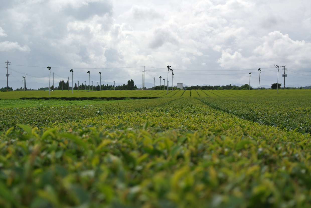 静岡 牧之原 藤枝 島田エリアでお茶摘み 手もみ体験 おすすめ旅行を探すならトラベルブック Travelbook