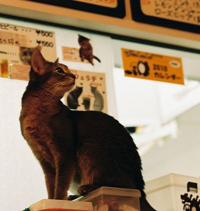 東京 猫カフェ 猫アート 猫雑貨 下町の谷根千でにゃんこ三昧にゃっ おすすめ旅行を探すならトラベルブック Travelbook