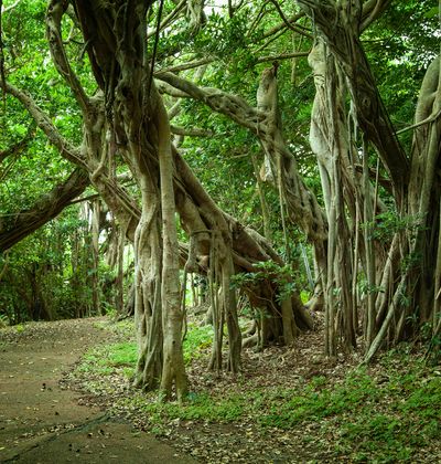 沖縄の伝説の精霊 キジムナー って 目撃情報も おすすめ旅行を探すならトラベルブック Travelbook 沖縄の伝説の精霊 キジムナー って 目撃情報も おすすめ旅行を探すならトラベルブック Travelbook