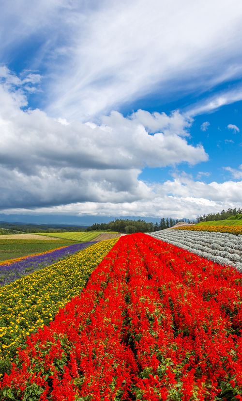 北海道 美瑛のおすすめ旅館ランキング 人気の高い宿をご紹介 おすすめ旅行を探すならトラベルブック Travelbook 北海道 美瑛のおすすめ旅館ランキング 人気の高い宿をご紹介 おすすめ旅行を探すならトラベルブック Travelbook