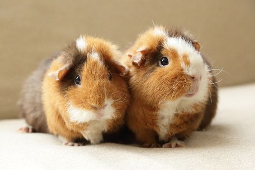 愛知 入園料が無料 岡崎市東公園動物園 で動物たちとのふれあい体験 子育て情報を探すならトラベルブックファミリー 愛知 入園料が無料 岡崎市東公園動物園 で動物たちとのふれあい体験 子育て情報を探すならトラベルブックファミリー