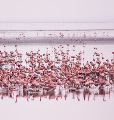 アフリカの赤の湖と呼ばれる ナトロン湖 動物たちが石と化すのは本当 おすすめ旅行を探すならトラベルブック Travelbook アフリカの赤の湖と呼ばれる ナトロン湖 動物たちが石と化すのは本当 おすすめ旅行を探すならトラベルブック Travelbook