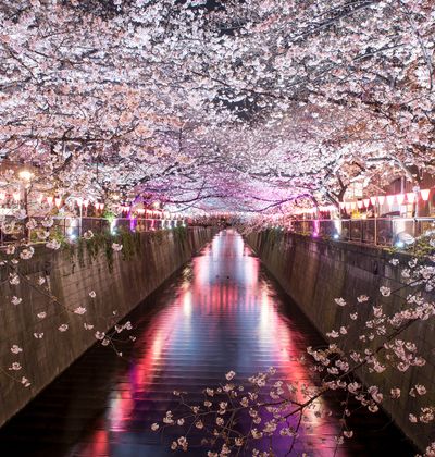 東京ならではの夜桜を満喫しよう 魅力あふれるおすすめスポット12選を紹介 おすすめ旅行を探すならトラベルブック Travelbook 東京ならではの夜桜を満喫しよう 魅力あふれるおすすめスポット12選を紹介 おすすめ旅行を探すならトラベルブック Travelbook