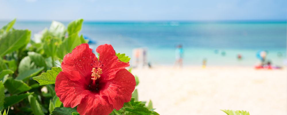 沖縄旅行 沖縄ツアー おすすめツアーランキング 沖縄旅行 沖縄ツアー おすすめツアーランキング