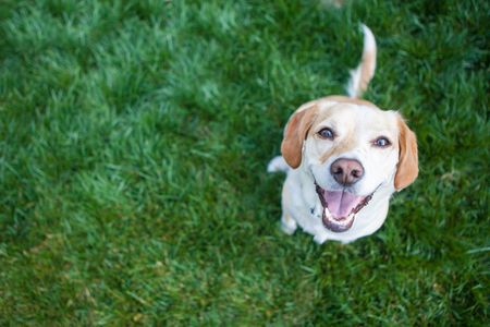 犬の餌におすすめしたい人気フード16選 安いものから高級なものまで トラブルブック