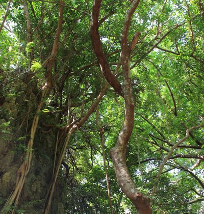 沖縄 大山貝塚は心霊スポット Tvで紹介された聖域の謎にせまる おすすめ旅行を探すならトラベルブック Travelbook 沖縄 大山貝塚は心霊スポット Tvで紹介された聖域の謎にせまる おすすめ旅行を探すならトラベルブック Travelbook