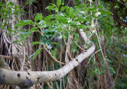 沖縄 塩水が湧き出る天然記念物 塩川 は世界に2つしかない不思議な川 おすすめ旅行を探すならトラベルブック Travelbook 沖縄 塩水が湧き出る天然記念物 塩川 は世界に2つしかない不思議な川 おすすめ旅行を探すならトラベルブック Travelbook