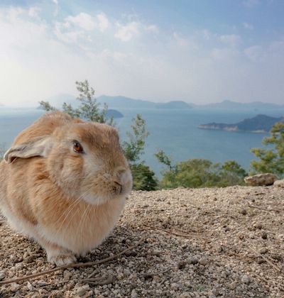 沖縄 嘉弥真島 かやまじま はうさぎがいっぱいの無人島 徹底調査 おすすめ旅行を探すならトラベルブック Travelbook 沖縄 嘉弥真島 かやまじま はうさぎがいっぱいの無人島 徹底調査 おすすめ旅行を探すならトラベルブック Travelbook