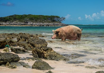 バハマ 浅瀬や砂浜で豚と遭遇 知られざる 豚の島 って おすすめ旅行を探すならトラベルブック Travelbook バハマ 浅瀬や砂浜で豚と遭遇 知られざる 豚の島 って おすすめ旅行を探すならトラベルブック Travelbook