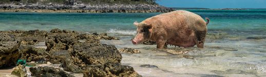 バハマ 浅瀬や砂浜で豚と遭遇 知られざる 豚の島 って おすすめ旅行を探すならトラベルブック Travelbook バハマ 浅瀬や砂浜で豚と遭遇 知られざる 豚の島 って おすすめ旅行を探すならトラベルブック Travelbook