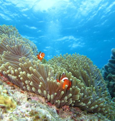 沖縄 多良間島について徹底調査 観光で沖縄の文化を感じよう おすすめ旅行を探すならトラベルブック Travelbook 沖縄 多良間島について徹底調査 観光で沖縄の文化を感じよう おすすめ旅行を探すならトラベルブック Travelbook