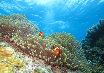 沖縄 多良間島について徹底調査 観光で沖縄の文化を感じよう おすすめ旅行を探すならトラベルブック Travelbook 沖縄 多良間島について徹底調査 観光で沖縄の文化を感じよう おすすめ旅行を探すならトラベルブック Travelbook