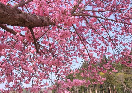 沖縄 八重岳桜の森公園は日本一早咲きの桜の名所 子供とのおでかけにもおすすめ おすすめ旅行を探すならトラベルブック Travelbook 沖縄 八重岳桜の森公園は日本一早咲きの桜の名所 子供とのおでかけにもおすすめ おすすめ旅行を探すならトラベルブック Travelbook