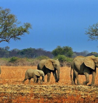 2ページ目 ザンビア旅行総まとめ ホテル 観光先選びから持ち物 お土産情報まで おすすめ旅行を探すならトラベルブック Travelbook