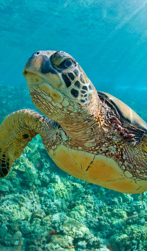 2ページ目 久米島の観光スポット ウミガメ館ってどんなところ 徹底考察しました おすすめ旅行を探すならトラベルブック Travelbook 2ページ目 久米島の観光スポット ウミガメ館ってどんなところ 徹底考察しました おすすめ旅行を探すならトラベルブック Travelbook
