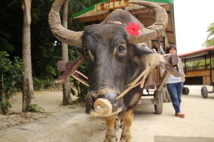 沖縄 竹富観光センターで水牛車にのって観光はオススメ おすすめ旅行を探すならトラベルブック Travelbook