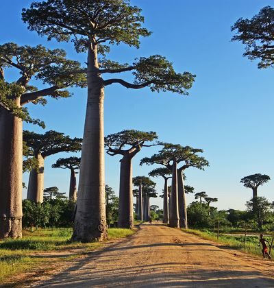 マダガスカル旅行が全部わかる 持ち物 観光スポット グルメ おみやげ Etc おすすめ旅行を探すならトラベルブック Travelbook マダガスカル旅行が全部わかる 持ち物 観光スポット グルメ おみやげ Etc おすすめ旅行を探すならトラベルブック Travelbook