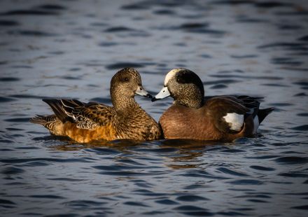 沖縄】「漫湖水鳥湿地センター」は豊かな生態系を観察できて観光でも楽しめる! - おすすめ旅行を探すならトラベルブック(TravelBook)