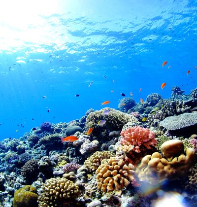 3ページ目 沖縄 仲本海岸はこの夏おすすめ 珊瑚礁で魚と戯れられるシュノーケリングスポット おすすめ旅行を探すならトラベルブック Travelbook 3ページ目 沖縄 仲本海岸はこの夏おすすめ 珊瑚礁で魚と戯れられるシュノーケリングスポット おすすめ旅行を探すならトラベルブック Travelbook