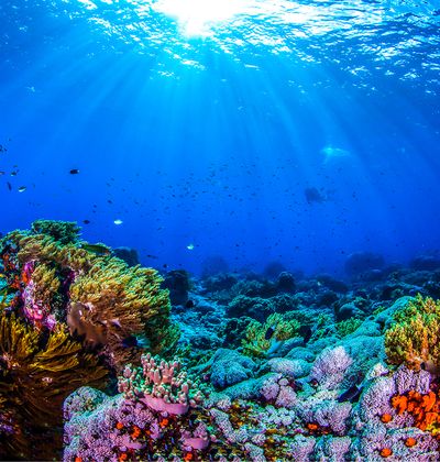 沖縄 石垣島 しらほサンゴ村 ってどんなところ 世界に誇るサンゴ礁を調査研究施設 おすすめ旅行を探すならトラベルブック Travelbook 沖縄 石垣島 しらほサンゴ村 ってどんなところ 世界に誇るサンゴ礁を調査研究施設 おすすめ旅行を探すならトラベルブック Travelbook