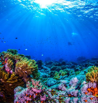 沖縄 石垣島 しらほサンゴ村 ってどんなところ 世界に誇るサンゴ礁を調査研究施設 おすすめ旅行を探すならトラベルブック Travelbook