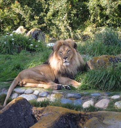 2ページ目 アメリカ カリフォルニア サンフランシスコ動物園の魅力を紹介 動植物とのふれあいやアトラクションを楽しもう おすすめ旅行を探すならトラベルブック Travelbook 2ページ目 アメリカ カリフォルニア サンフランシスコ動物園の魅力を紹介 動植物とのふれあいやアトラクションを楽しもう おすすめ旅行を探すならトラベルブック Travelbook